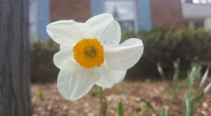 A single daffodil makes a striking pose.