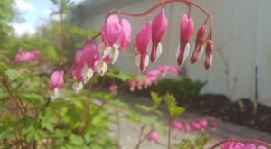 Beautiful pink bleeding heart flowers blossom in the spring.